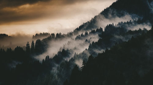 Panoramic shot of silhouette trees in forest against sky