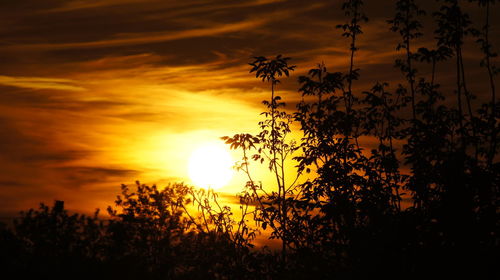 Silhouette plants against romantic sky at sunset