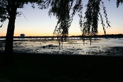 Silhouette trees on beach against sky during sunset