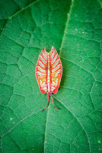High angle view of insect on leaf