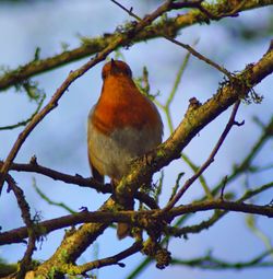 Low angle view of bird perching on tree against sky