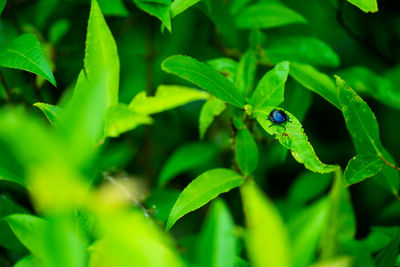 green