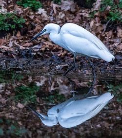 High angle view of gray heron perching on reflection