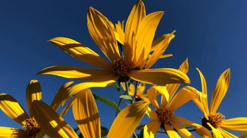 Low angle view of yellow flowering plant against sky