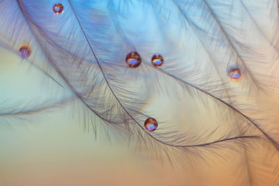 Full frame shot of palm tree