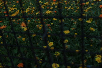 Full frame shot of yellow flowers blooming in garden