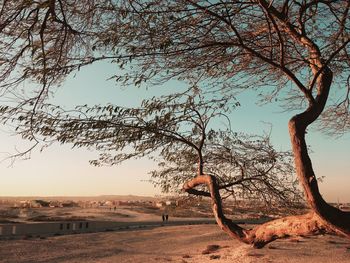 Bare tree against clear sky
