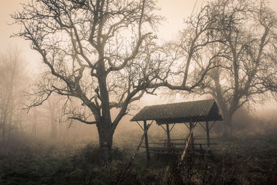 Bare trees in forest during winter