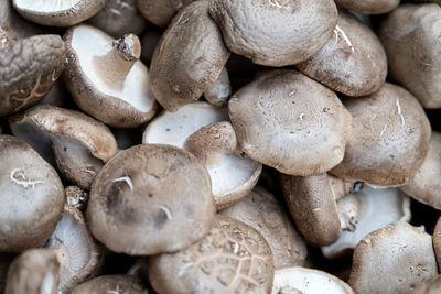 mushroom
