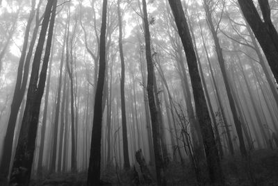 Low angle view of bamboo trees in forest