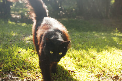 Portrait of cat on grass