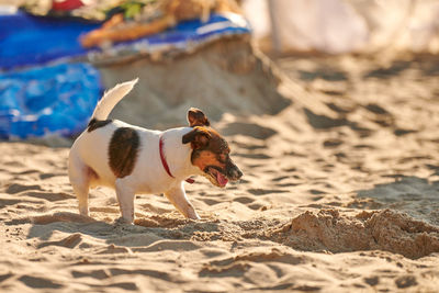 Jack russell terrier dog playing on sandy beach. small terrier dog having fun on sea coast