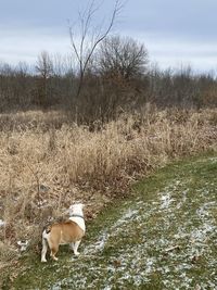 View of dog on field against sky