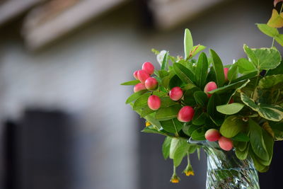 Close-up of pink flowering plant