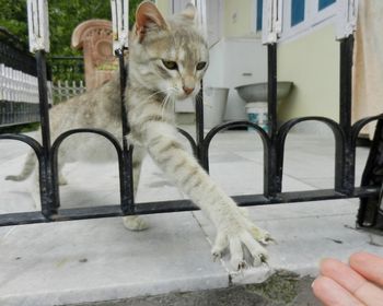 Cat on hand