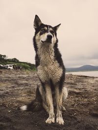 View of dog looking away on land