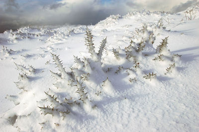 High angle view of spiked plants on snowcapped field