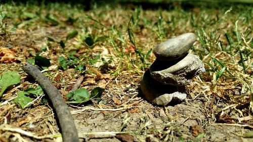 Close-up of snake on field