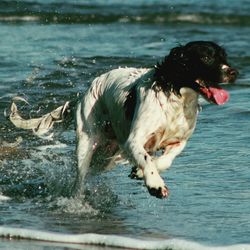 Close-up of dog in water