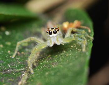 Close-up of spider