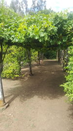 Trees growing in park