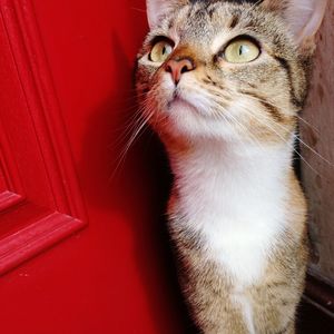 Close-up of cat looking up at home