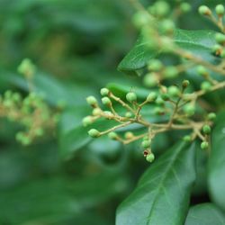 Close-up of berries growing on plant