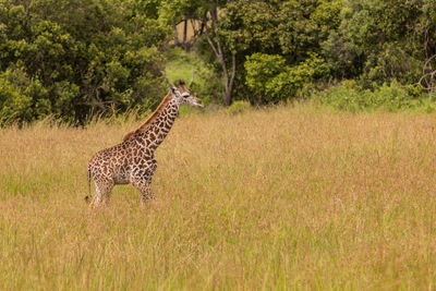 Side view of giraffe standing on landscape