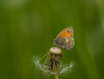 Close-up of butterfly on flower