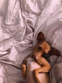 Directly above view of dog lying on bed