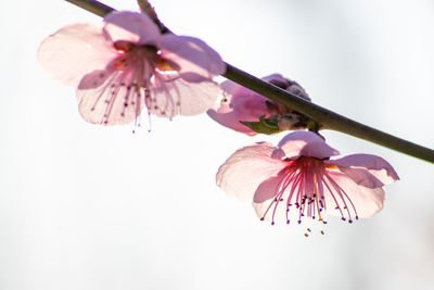 Close-up of cherry blossoms