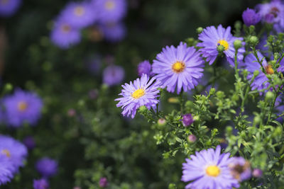 Close-up of purple flowering plants