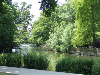 Trees by lake in park