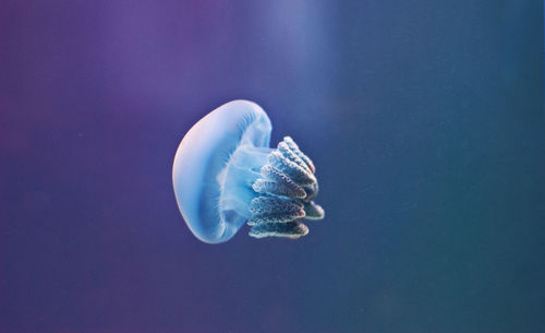 Close-up of jellyfish in blue sea