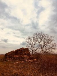 Bare tree on landscape against sky