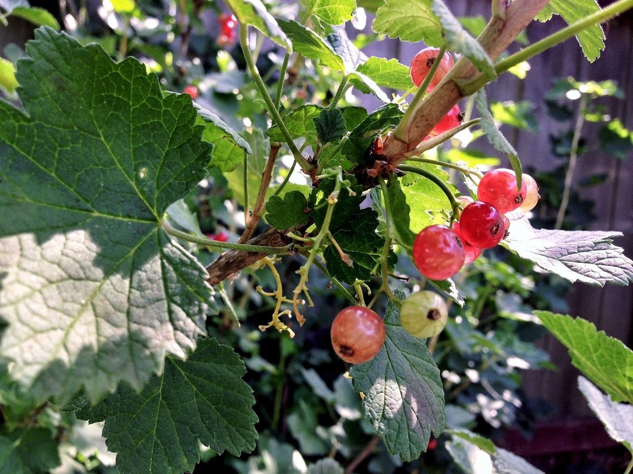 fruit, leaf, food and drink, branch, tree, growth, red, food, close-up, berry fruit, freshness, focus on foreground, nature, plant, hanging, green color, animal themes, day, berry, outdoors