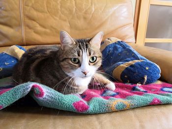 Portrait of cat relaxing at home