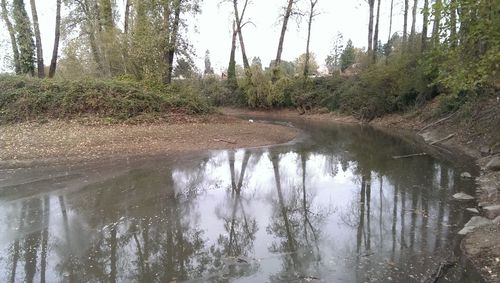 Reflection of trees in river