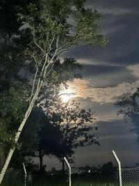 tree