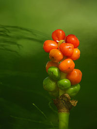 Close-up of tomatoes on plant