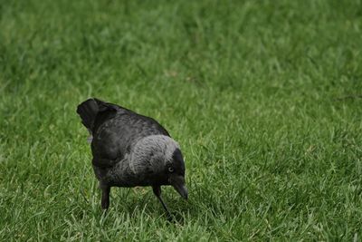 Close-up of raven perching on grassy field