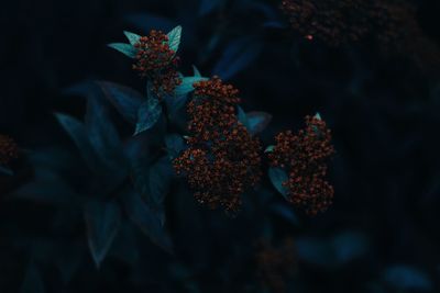 Close-up of dried flowers on plant