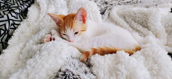 High angle view of cat resting on rug