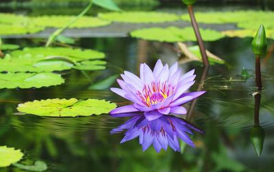 Close-up of lotus water lily in lake