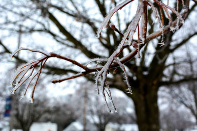 Close-up of snow on branch