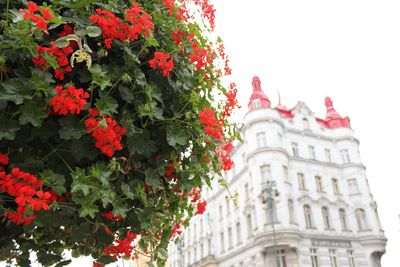 Red flowers in city
