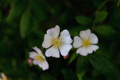 Close-up of white flowers blooming on tree