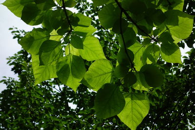 Low angle view of tree
