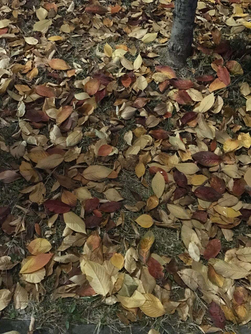 CLOSE-UP OF AUTUMN LEAVES ON GROUND