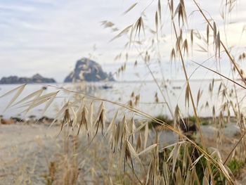 Close-up of grass against sky